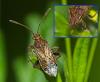 Stictopleurus punctatonervosus